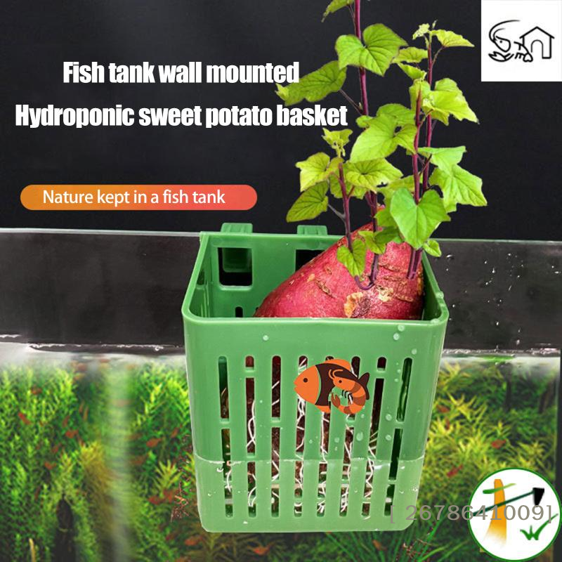 Aquarium Plant Holder - ⚑Hanging Suction Cup Hook Aquarium Plant