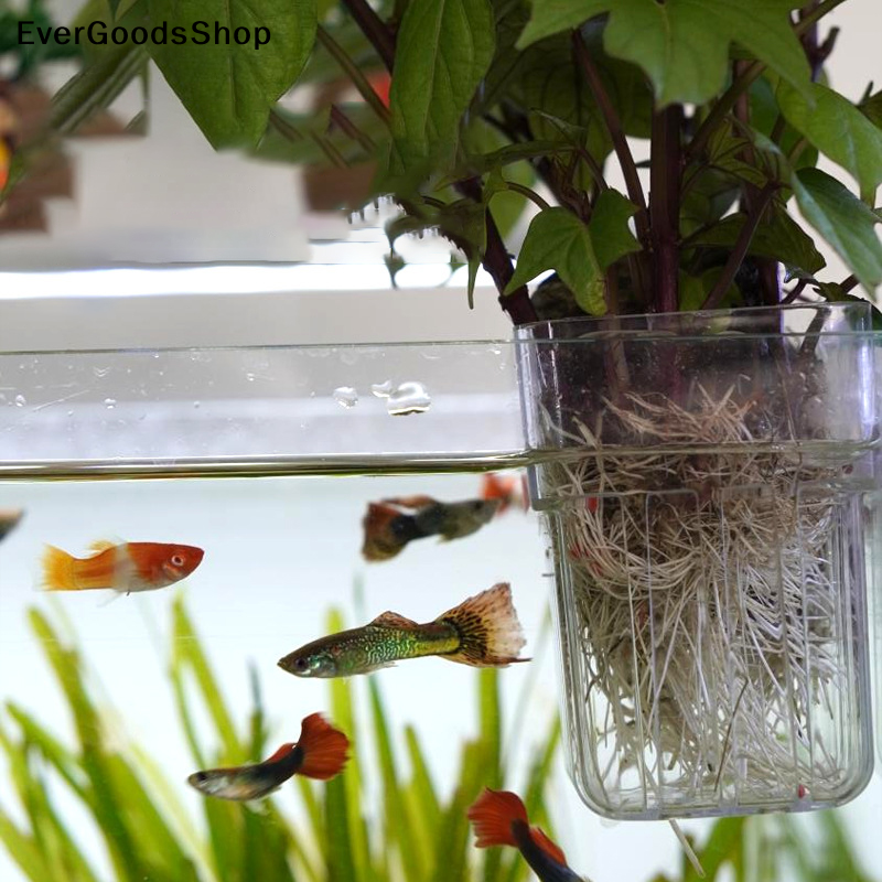 Aquarium Plant Holder - Aquarium Plant Holder Transparent Hanging Pot
