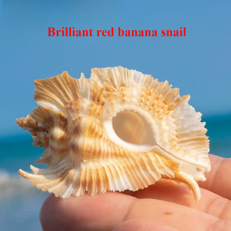 Aquarium Plant Red - Natural Conch Shell Bright Red Plantain