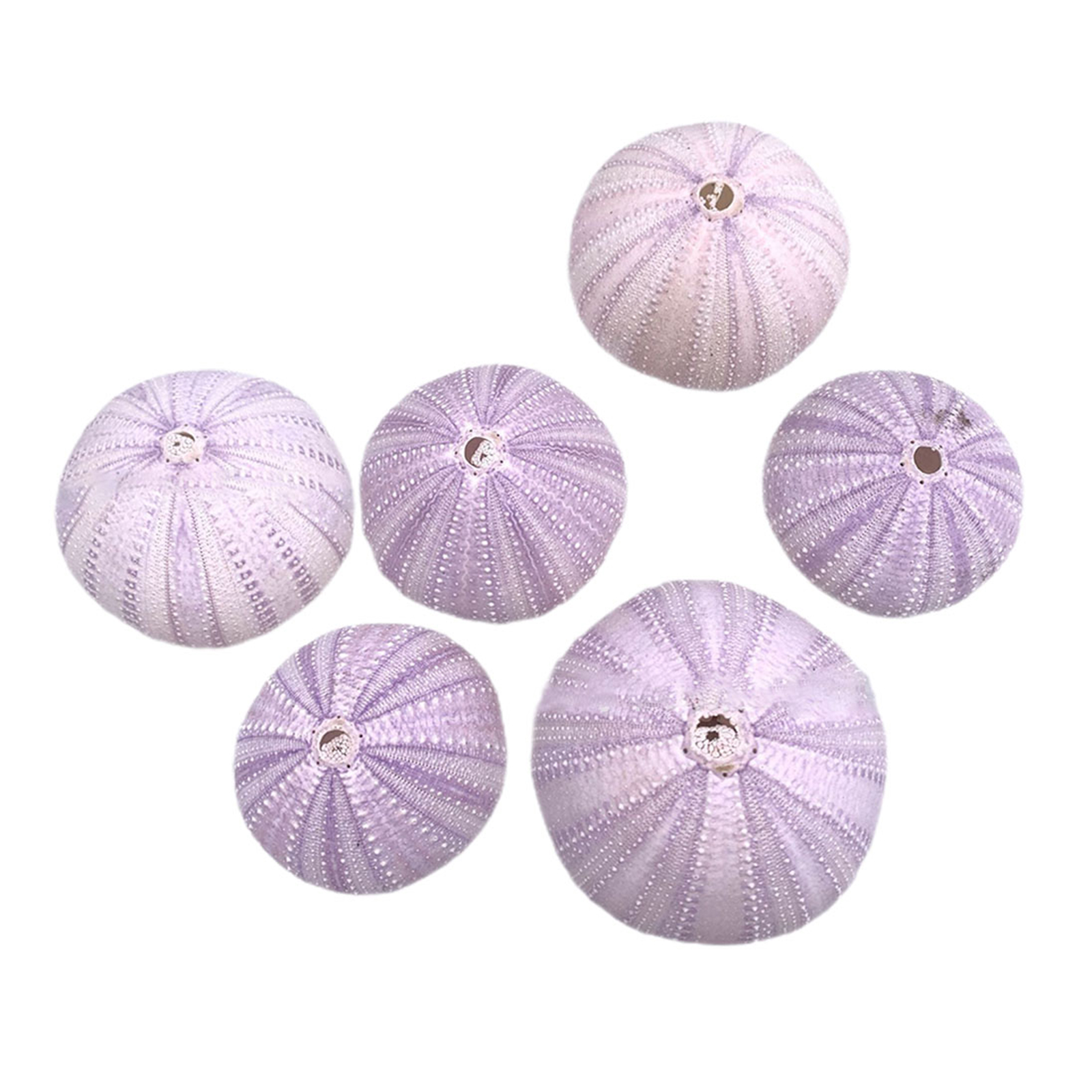 Aquarium Plant Holder - 6Pcs Sea Urchin Shell Decor Natural