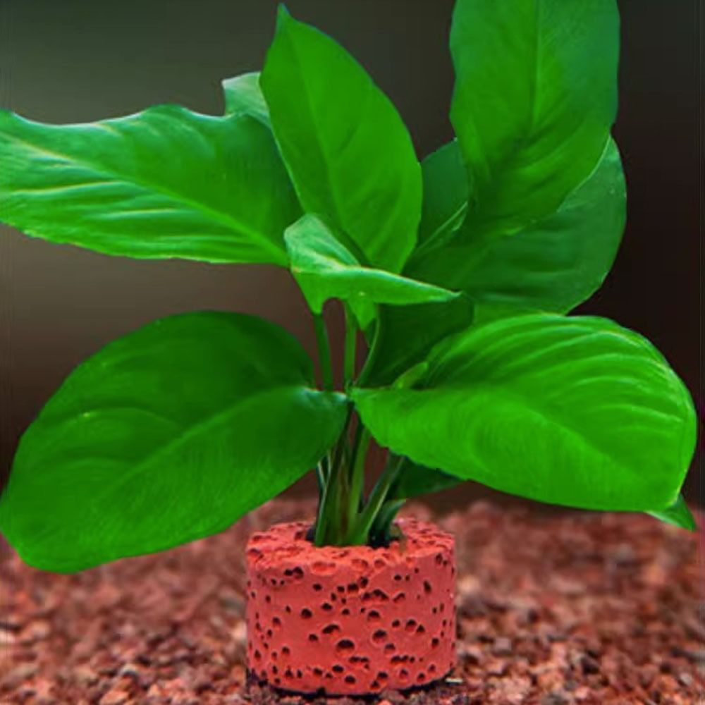 10Pcs Weighted Ring Aquatic Pl - Planted Aquarium Pictures reseña y precio