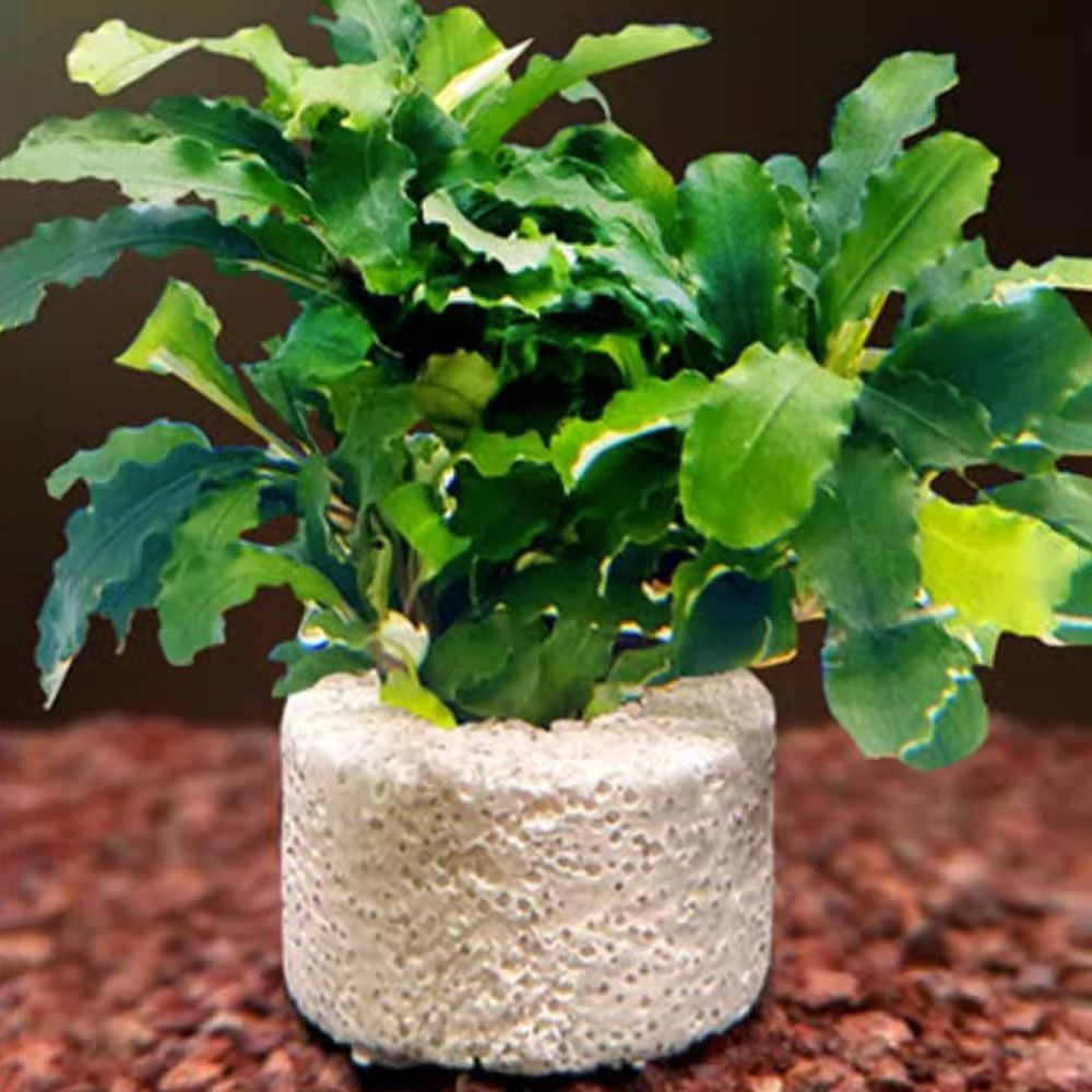 10Pcs Weighted Ring Aquatic Pl - Planted Aquarium Pictures reseña y precio