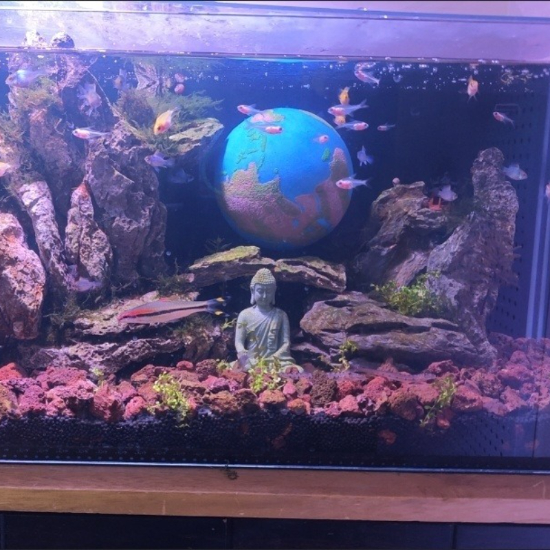 Planet Series Fish Tank Hiding - Aquarium Planet reseña y precio