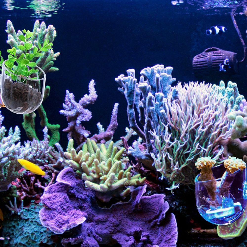 Mini Waterweed Aquarium Decora - Aquarium Plant Red reseña y precio