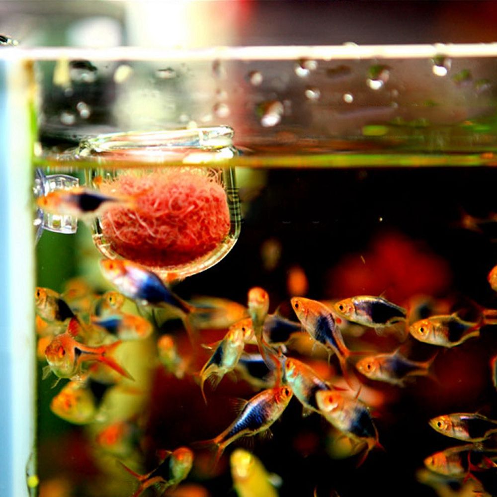Mini Waterweed Aquarium Decora - Aquarium Plant Red reseña y precio