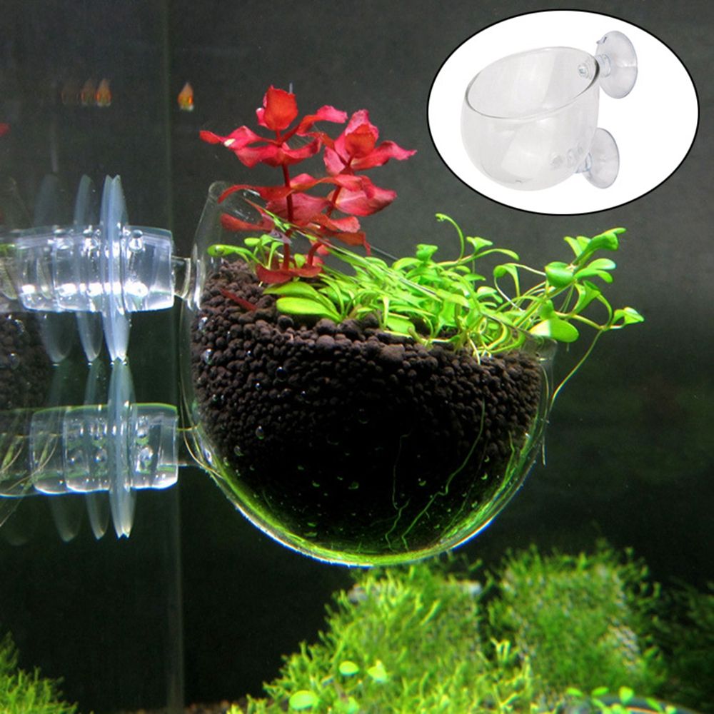 Mini Waterweed Aquarium Decora - Aquarium Plant Red reseña y precio