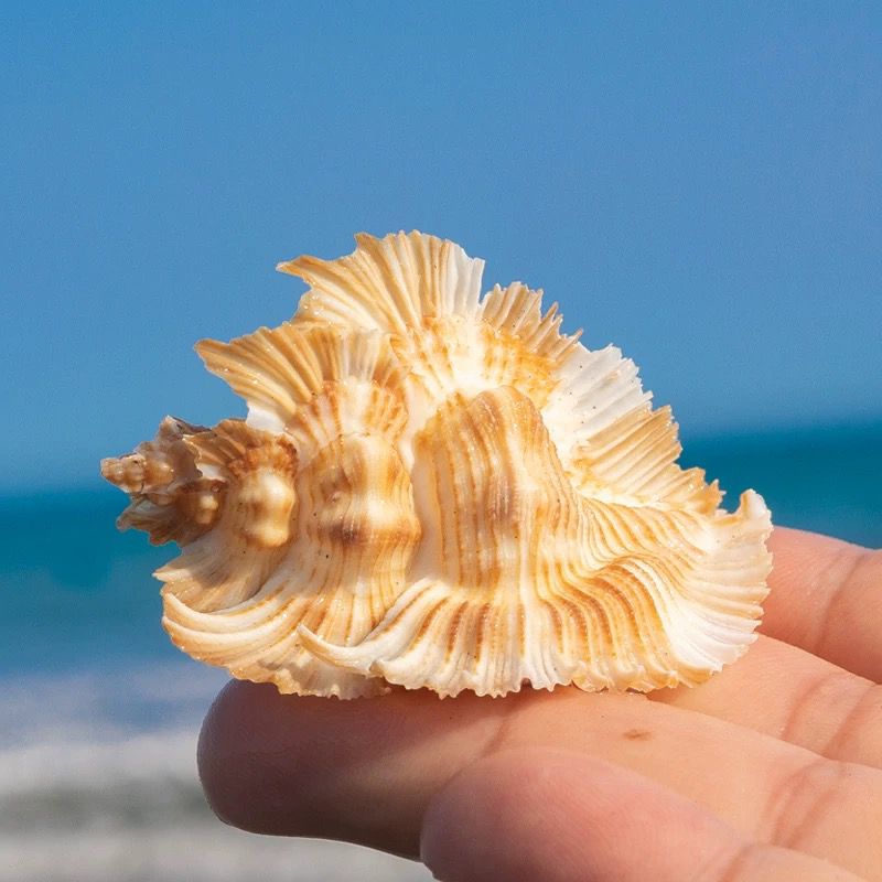 Natural Conch Shell Bright Red - Aquarium Plant Red reseña y precio