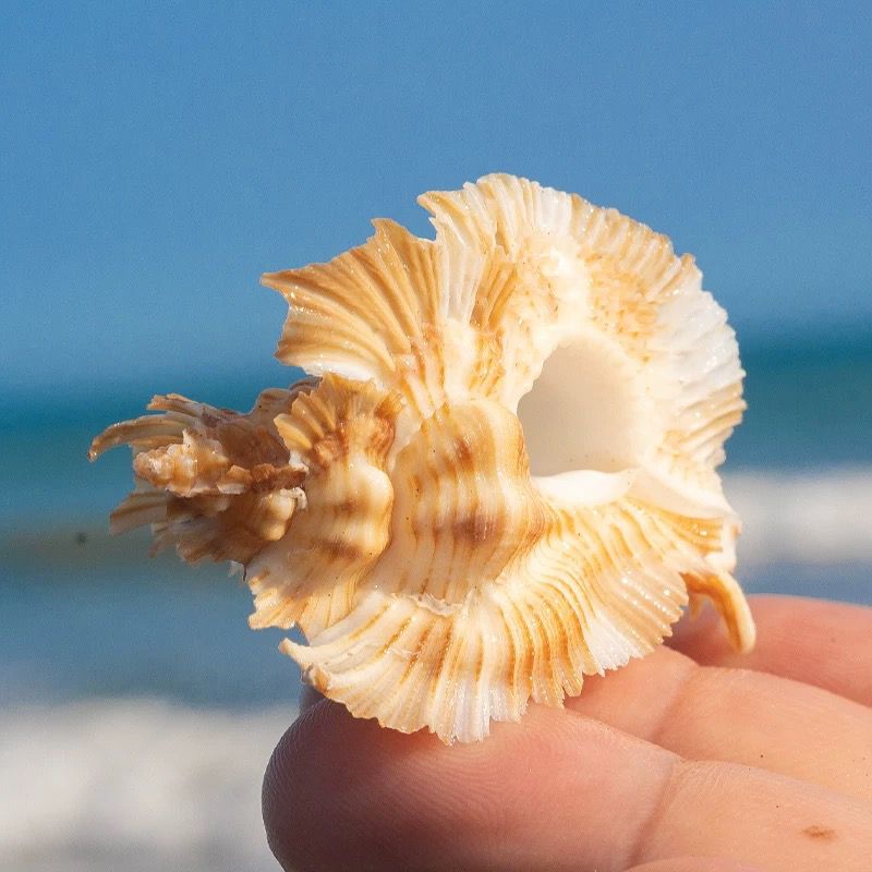 Natural Conch Shell Bright Red - Aquarium Plant Red reseña y precio