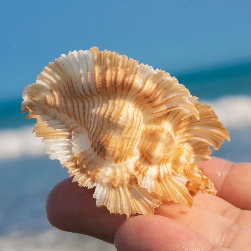 Natural Conch Shell Bright Red - Aquarium Plant Red reseña y precio