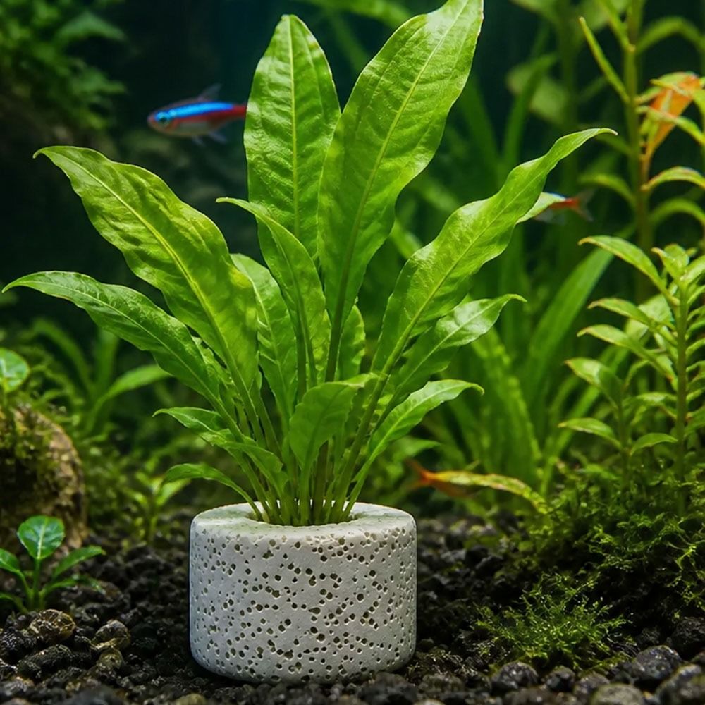 10Pcs Weighted Ring Aquatic Pl - Planted Aquarium Pictures reseña y precio