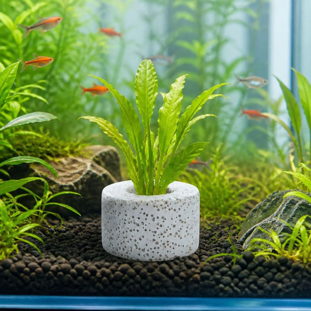 10Pcs Weighted Ring Aquatic Pl - Planted Aquarium Pictures reseña y precio