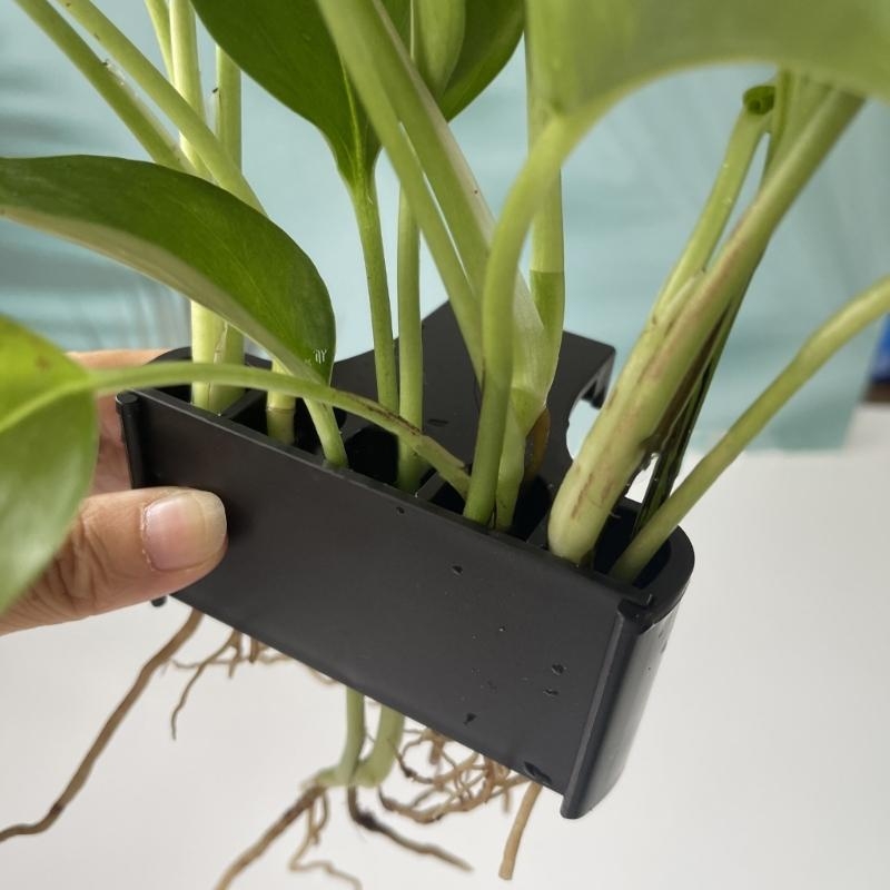 Aquatic Plant Cup Aquatic Plan - Emersed Plants Aquarium reseña y precio