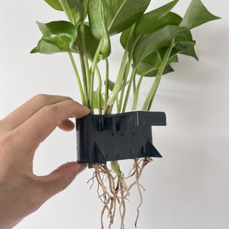 Aquatic Plant Cup Aquatic Plan - Emersed Plants Aquarium reseña y precio