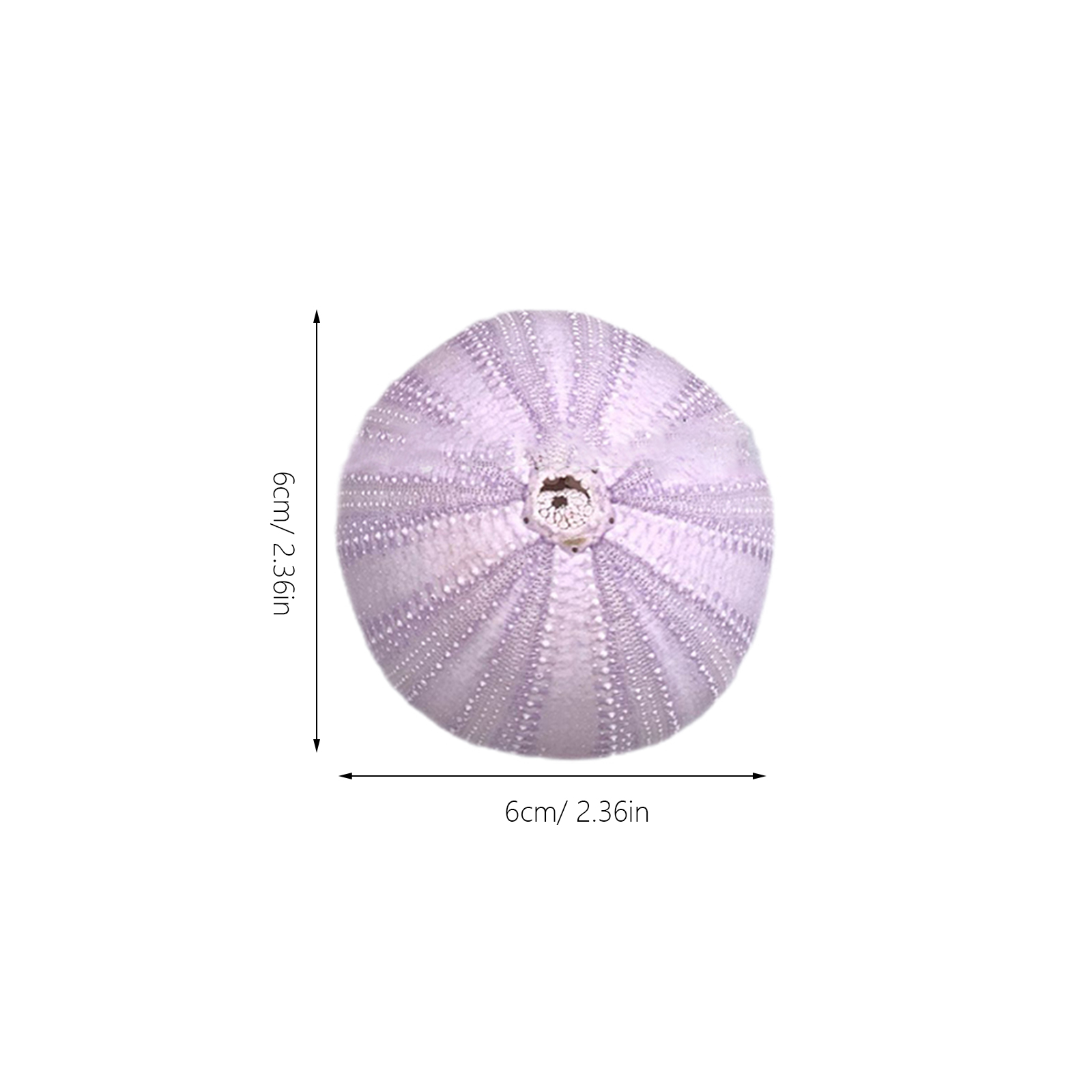 6Pcs Sea Urchin Shell Decor Na - Aquarium Plant Holder reseña y precio