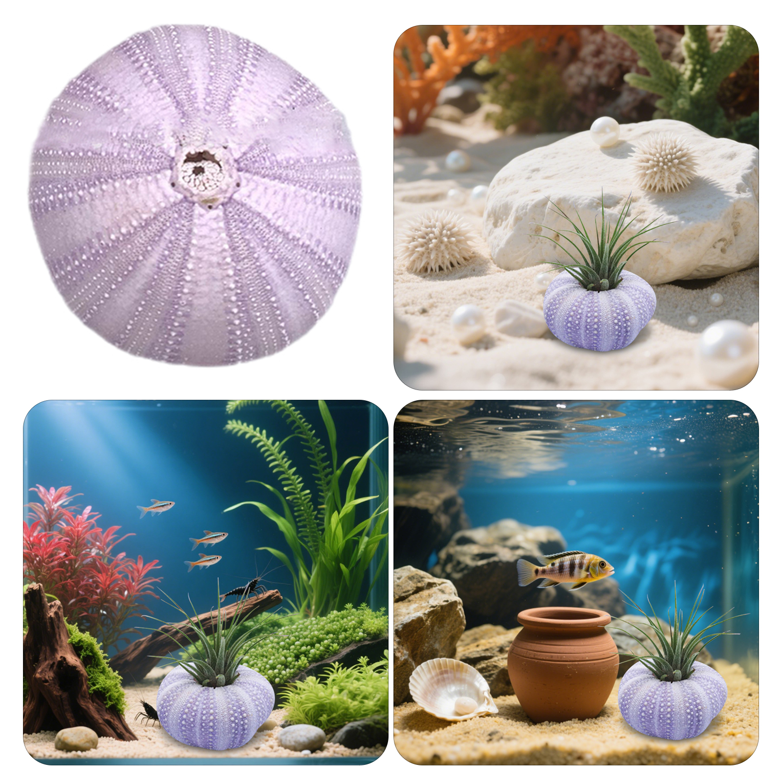 6Pcs Sea Urchin Shell Decor Na - Aquarium Plant Holder reseña y precio