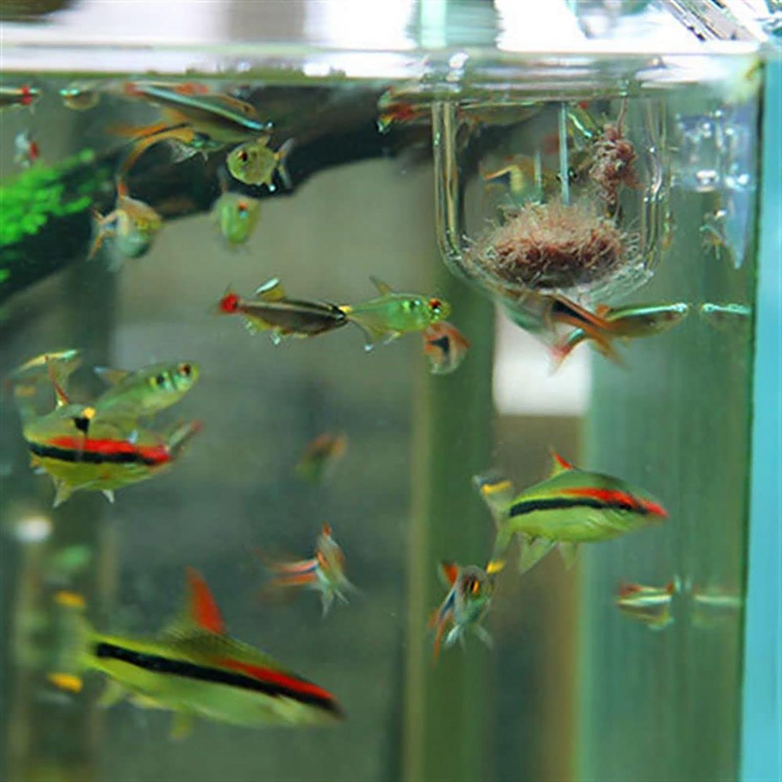 Plant Holder for Fish Tank Cle - Aquarium Plant Holder reseña y precio