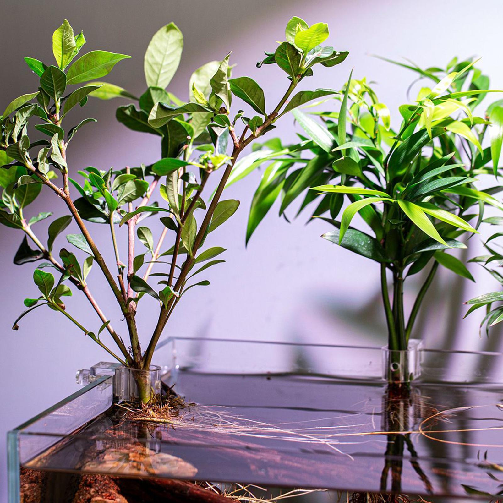 6pcs Aquarium Plant Holders Cl - Aquarium Plant Holder reseña y precio