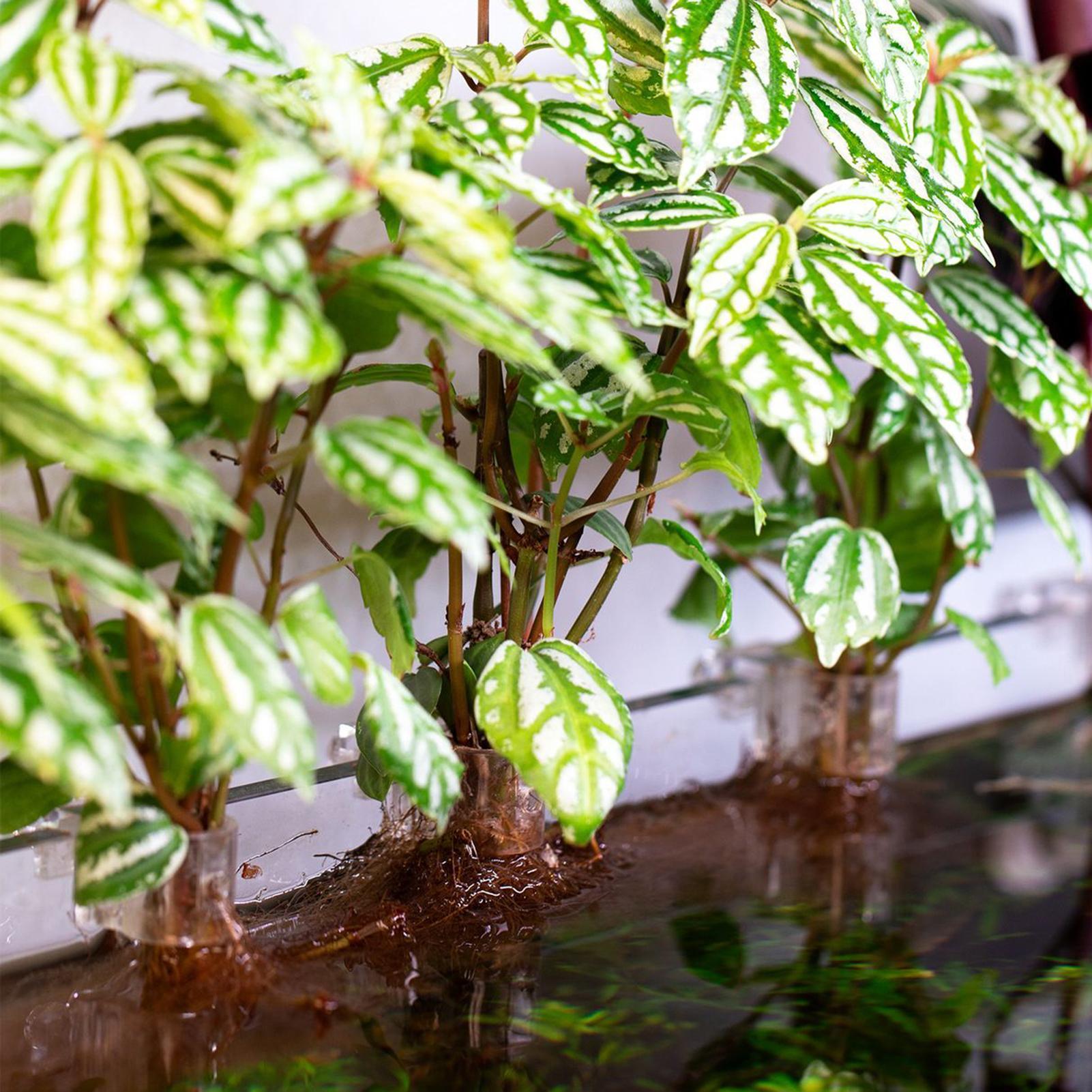 6pcs Aquarium Plant Holders Cl - Aquarium Plant Holder reseña y precio
