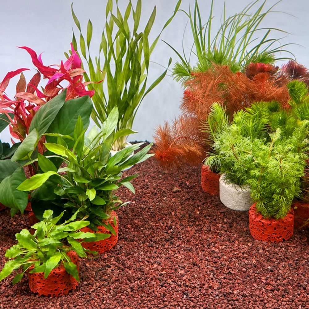 10Pcs Weighted Ring Aquatic Pl - Planted Aquarium Pictures reseña y precio