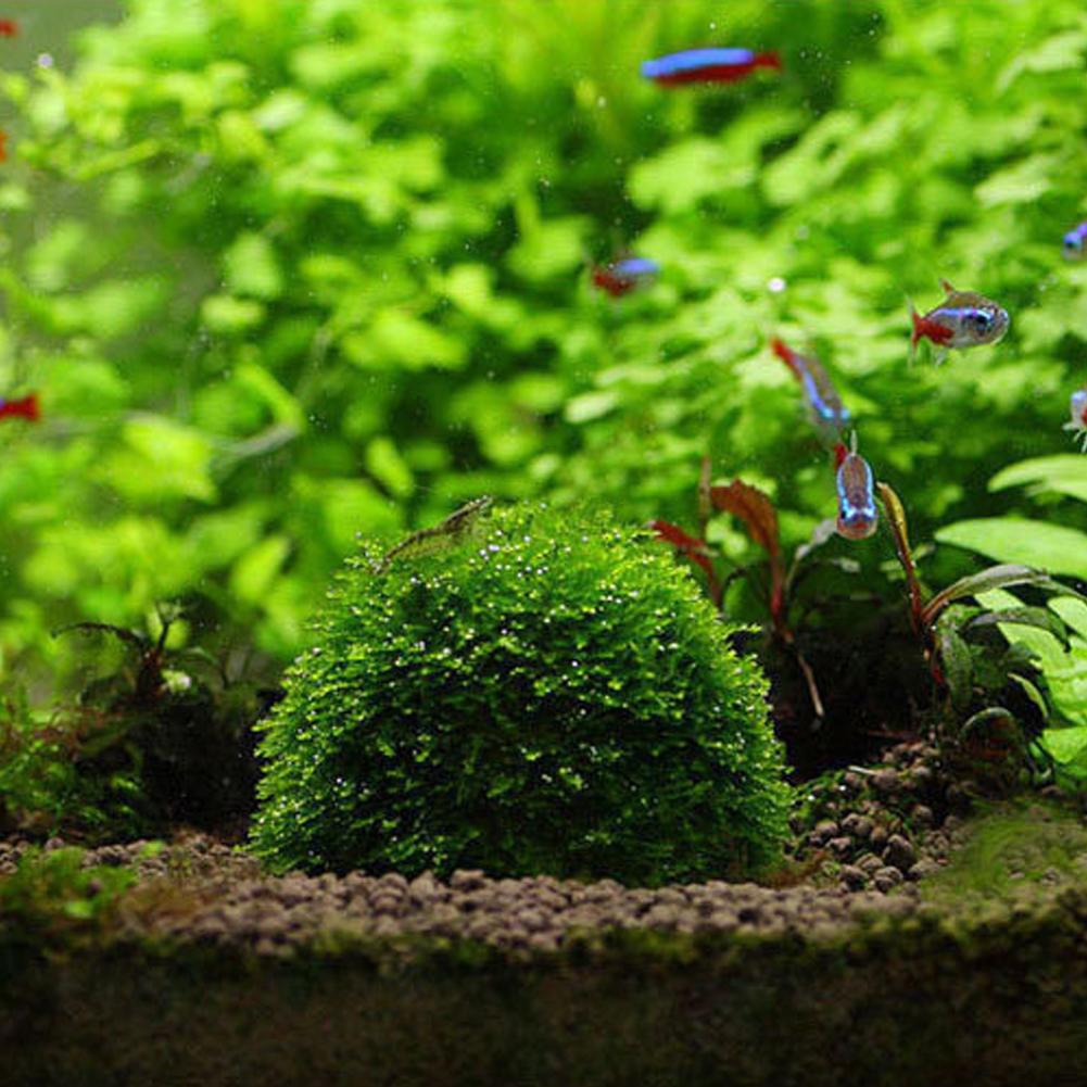 Aquarium Decoration Plants Bio - Aquarium Plant Red reseña y precio