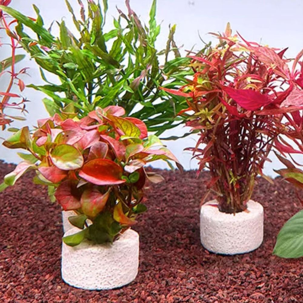 10Pcs Weighted Ring Aquatic Pl - Planted Aquarium Pictures reseña y precio